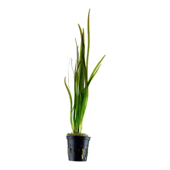 VALLISNERIA SPIRALIS TIGER