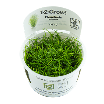 ELEOCHARIS ACICULARIS