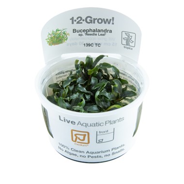 BUCEPHALANDRA Needle Leaf