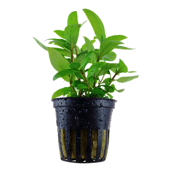 STAUROGYNE REPENS