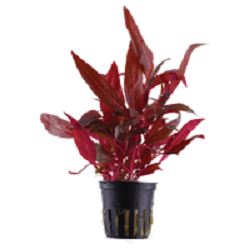 ALTERNANTHERA REINECKII  Rosanervig