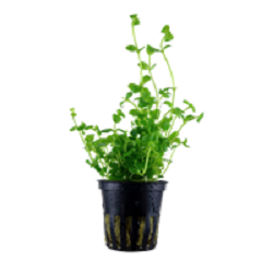 BACOPA AUSTRALIS