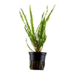 CRYPTOCORYNE CRISPATULA