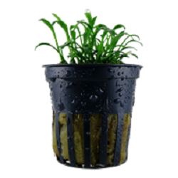 CRYPTOCORYNE PARVA