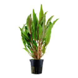 CRYPTOCORYNE UNDULATA BROAD LEAVES