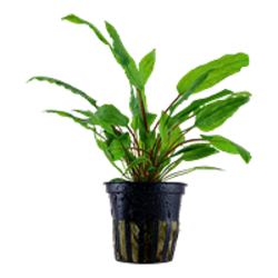 CRYPTOCORYNE WENDTII GREEN