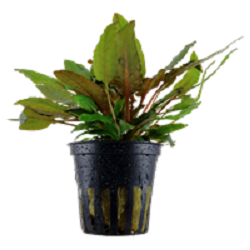 CRYPTOCORYNE WENDTII Tropica