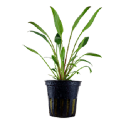 CRYPTOCORYNE WILLISII