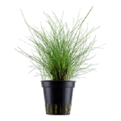 ELEOCHARIS PARVULA