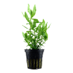 HYGROPHILA POLYSPERMA