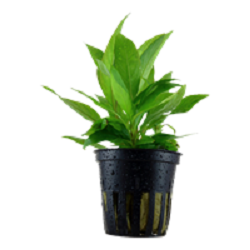 HYGROPHILA CORYMBOSA SIAMENSIS
