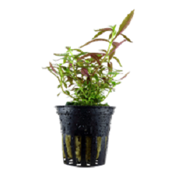 LIMNOPHILA HIPPURIDOIDES