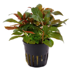 LUDWIGIA GLANDULOSA