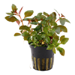 LUDWIGIA REPENS RUBIN