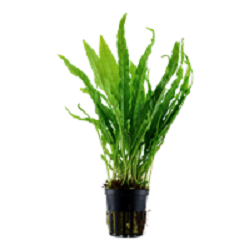 MICROSORUM PTEROPUS