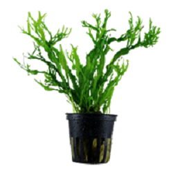 MICROSORUM PTEROPUS Windelow