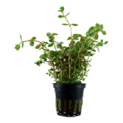 ROTALA ROTUNDIFOLIA