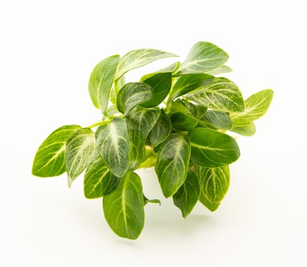 ANUBIAS BARTERI NANA var.STARDUST