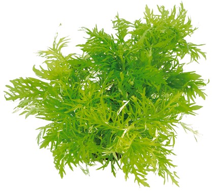 HYGROPHILA DIFFORMIS