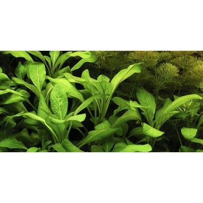 LOBELIA CARDINALIS