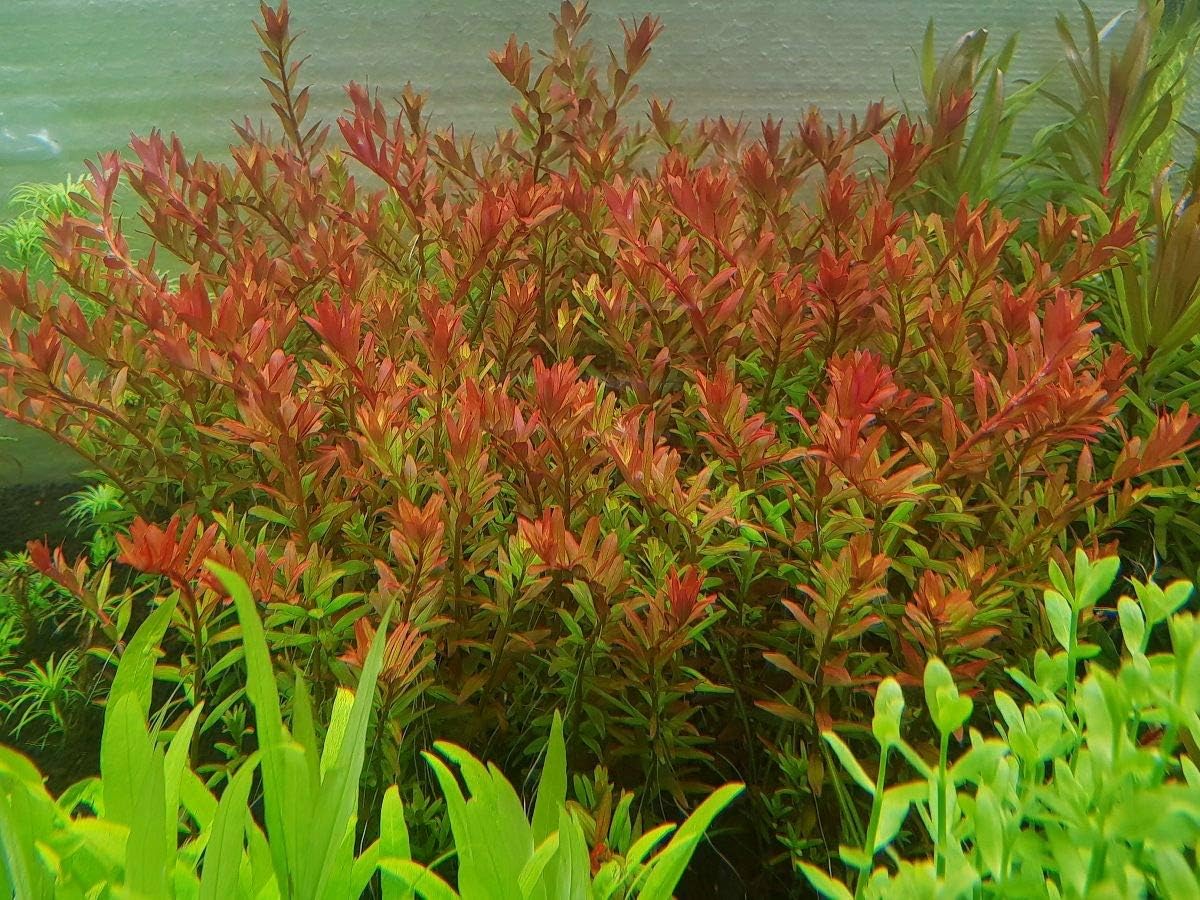 ROTALA ROTUNDIFOLIA ORANGE JUICE