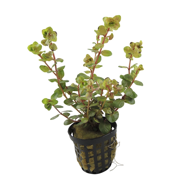 ROTALA SP. YAO YAI 