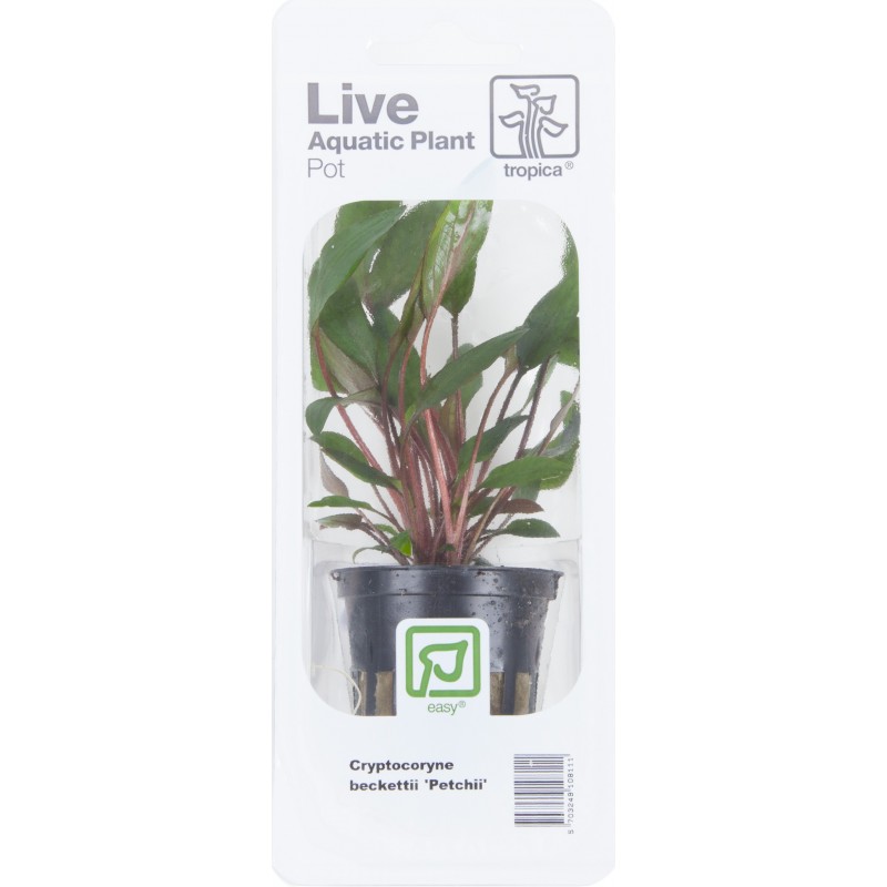 CRYPTOCORYNE BECKETTII PETCHII