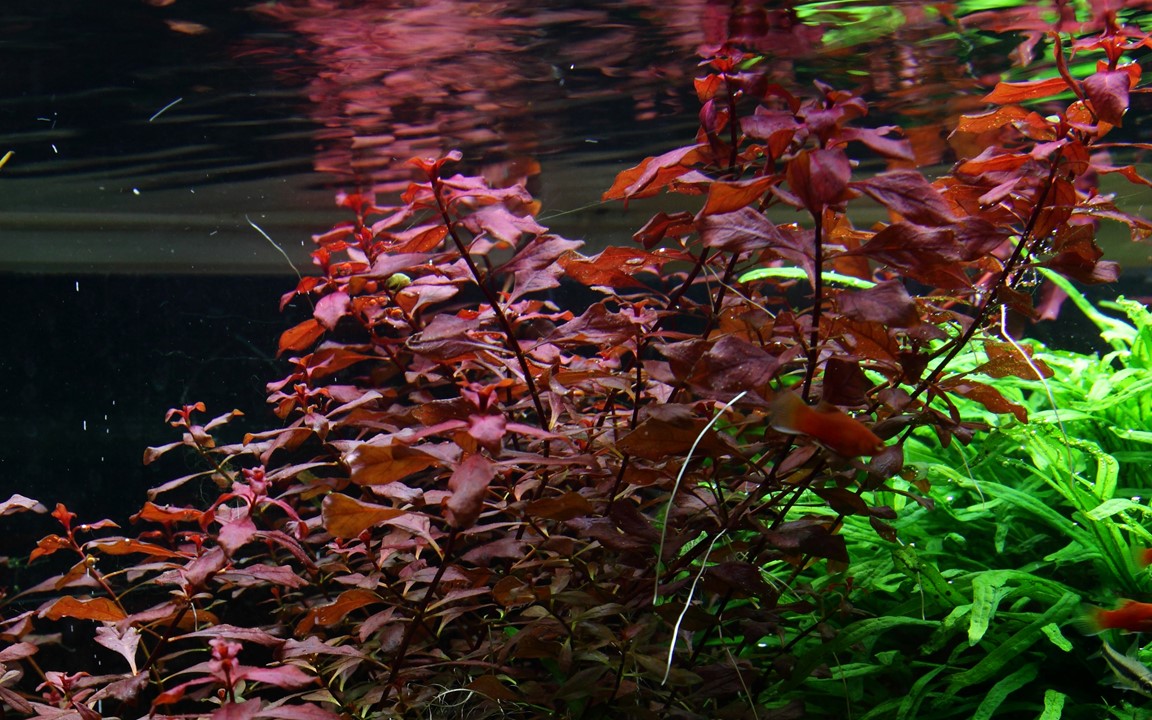 LUDWIGIA PALUSTRIS SUPER RED