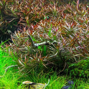 LUDWIGIA ARCUATA