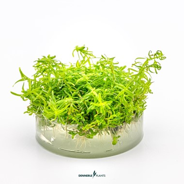 ROTALA SP. ´WAYANAD´