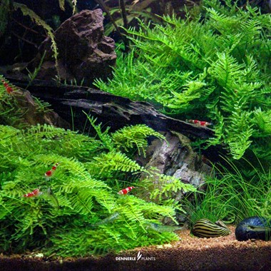 VESICULARIA MONTAGNEI
