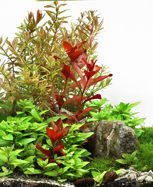 LUDWIGIA REPENS 'RUBIN'