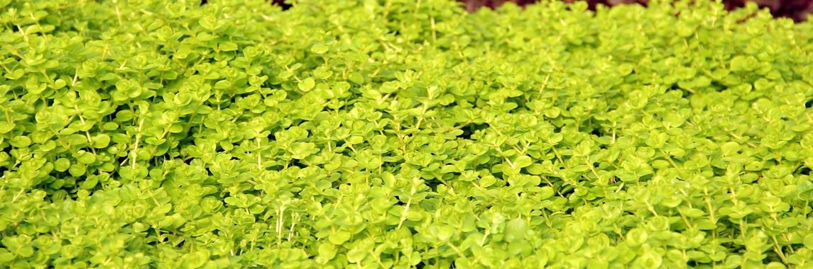 LYSIMACHIA NUMMULARIA 'AUREA'