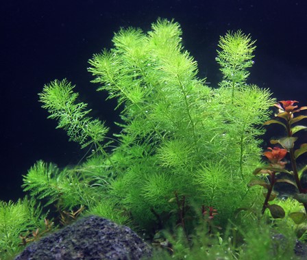 MYRIOPHYLLUM SPEC. 'GUAYANA'