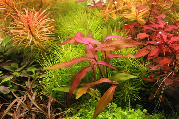 PERSICARIA SP. ´SAO PAULO´