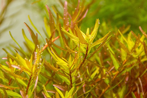 ROTALA ROTUNDIFOLIA ´LAOS´