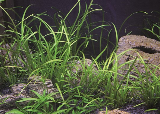 SAGITTARIA SUBULATA VAR. PUSILLA