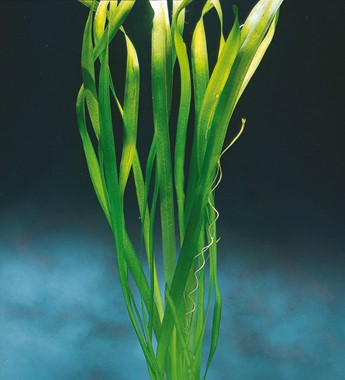 VALLISNERIA AUSTRALIS 'GIGANTEA'