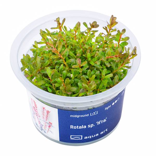 ROTALA SP. H'RA