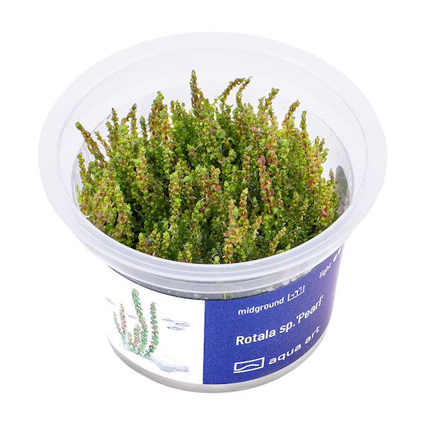 ROTALA SP. PEARL