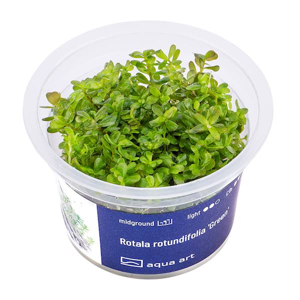 ROTALA ROTUNDIFOLIA GREEN